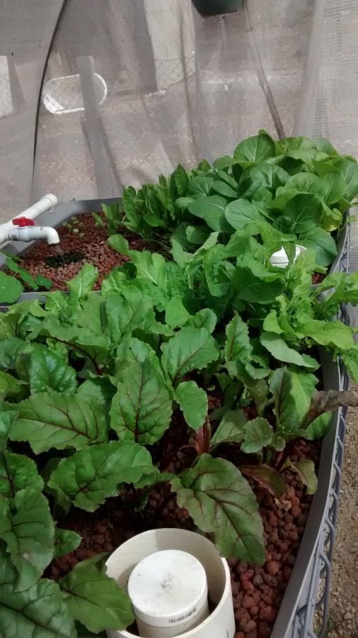 IMG_20150411_113511252 (Custom).jpg