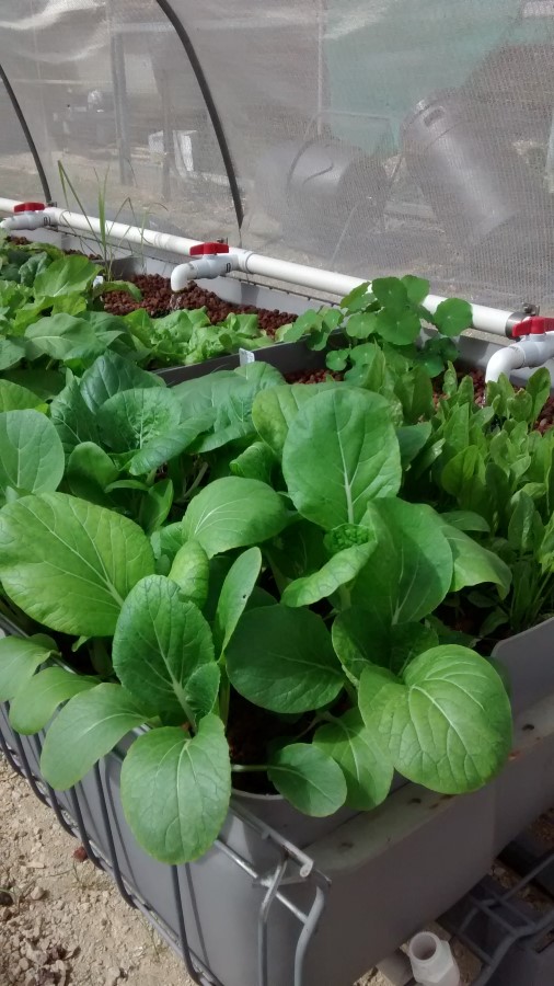 IMG_20150411_113531889 (Custom).jpg