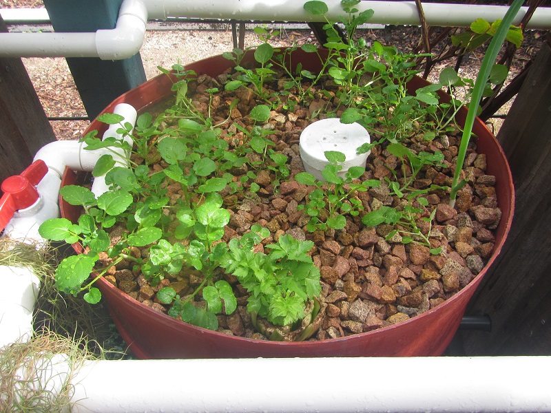 Watercress nearly big enough to start harvesting 15 April 2015.jpg