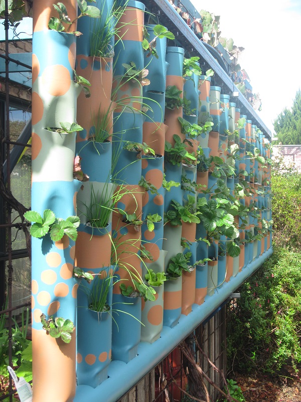 Towers planted out - 3 to go - 15 April 2015.jpg