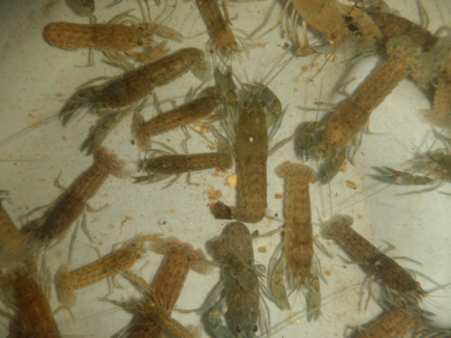 Juvenile Yabbies.JPG