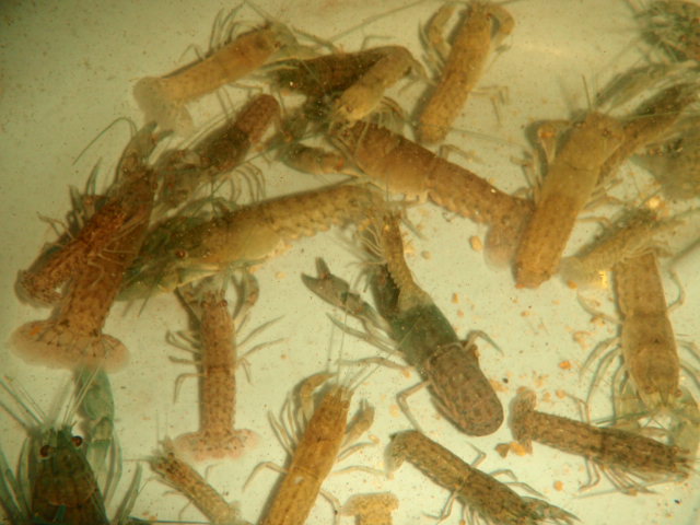 Juvenile Yabbies (2).JPG