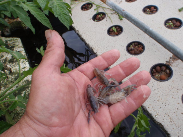 Juvenile Yabbies (3).JPG