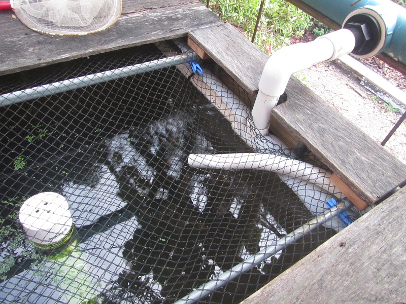 Pipe from new pump will have venturi fitted for more O2.jpg