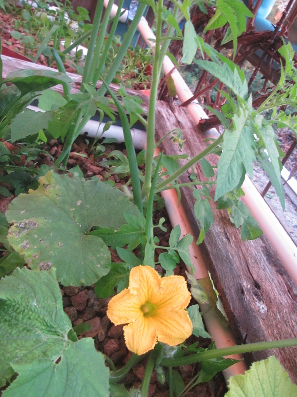 Cucumber flowering, new pipe to fish tank in background.jpg