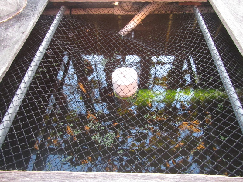 19 April 2015 - duckweed has migrated from ST via tower header pipe to FT.jpg