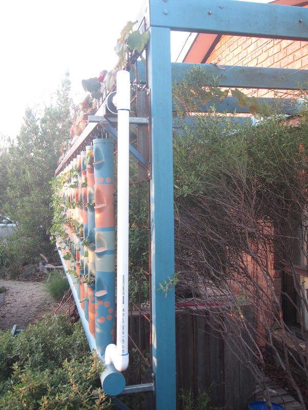 19 April 2015 - duckweed migrated to FT via tower header pipe overflow.jpg