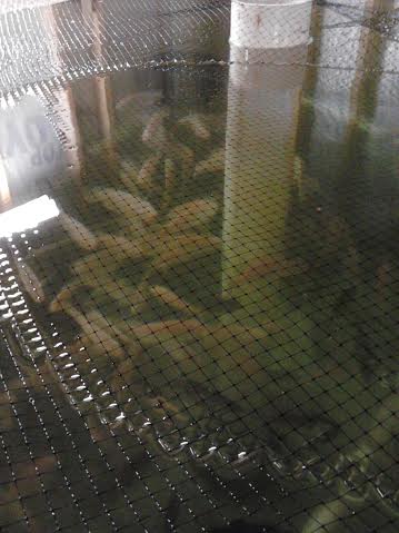 big fish in big tank 4-19.jpg