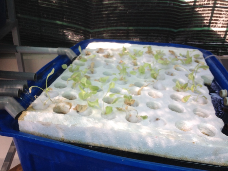 My Hybird Raft (2).JPG