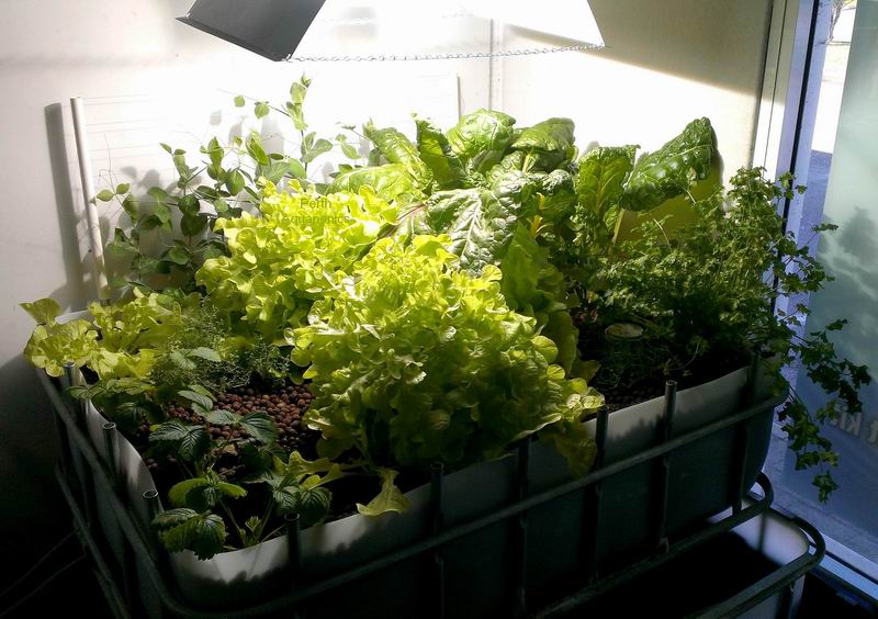 Perth Aquaponics IBC Display System 21-4-15.jpg