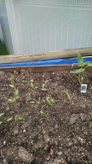 Jalapeno plugs into AP wicking bed 4 22 2015.jpg