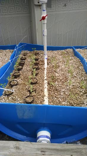 Jalapeno plugs into AP media beds both ways 4 22 2015.jpg