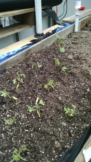 Beefsteak Tom Plugs in AP wicking bed 4 22 2015.jpg