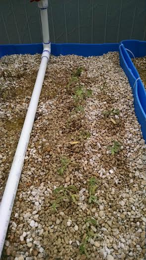 Beefsteak Tom Plugs washed roots in media bed 4 22 2015.jpg