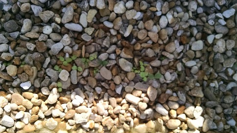 Lettuce seeds in 4 17  sprouts appearing 4 21 15 resized.jpg