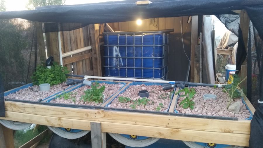 Fish tank-Grow bed.jpg