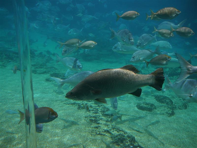 Lumix 230 (Medium).jpg