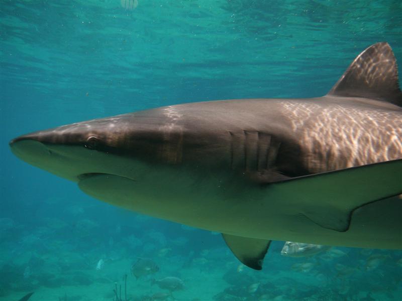 Lumix 247 (Medium).jpg