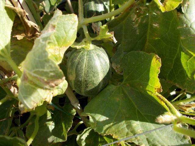 mini-watermelon-003 (Small).JPG