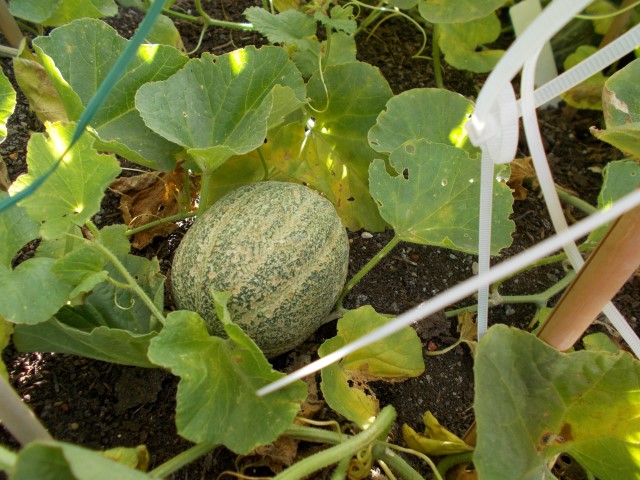 mini-watermelon-002 (Small).JPG