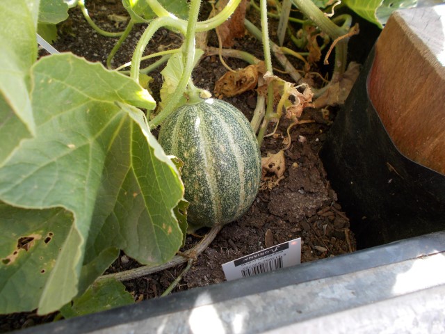 mini-watermelon-001 (Small).JPG