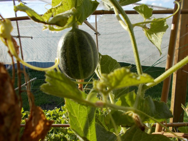 mini-watermelon-006 (Small).JPG