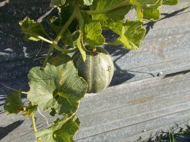 mini-watermelon-005 (Small).JPG