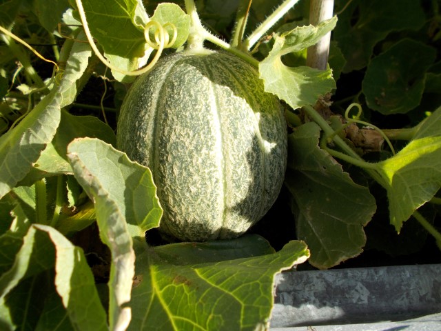 mini-watermelon-004 (Small).JPG