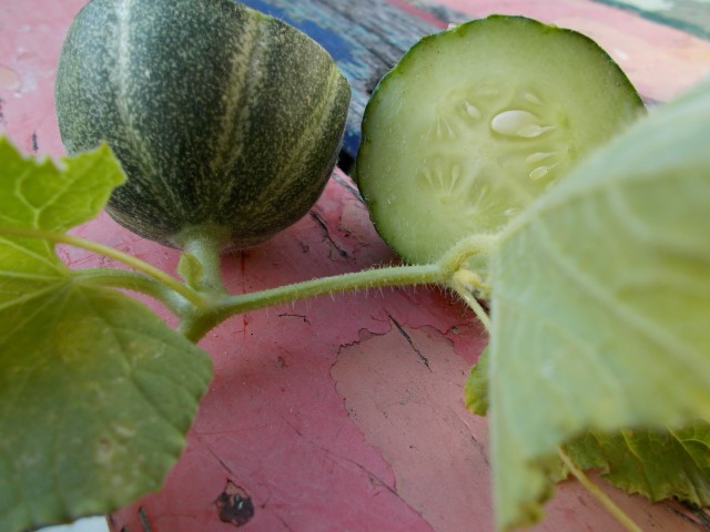 DSCN0427 (Small).JPG