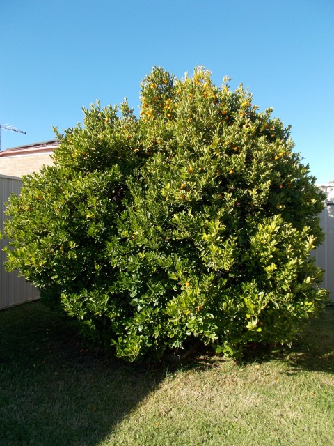 calamansi cumquat (Small).jpg