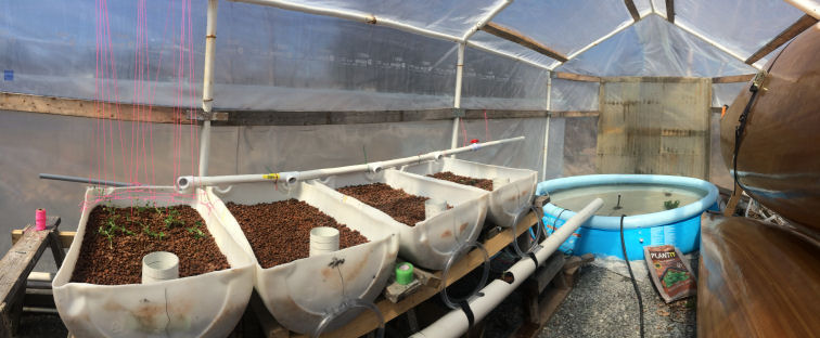 aquaponics2.jpg
