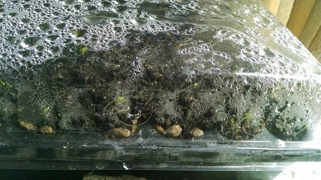 germination station2.jpg