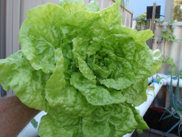 70mm cup NFT (3).JPG