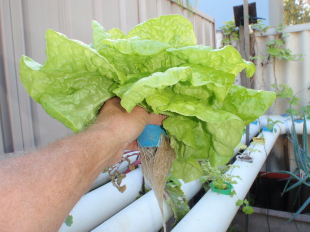 70mm cup NFT (4).JPG