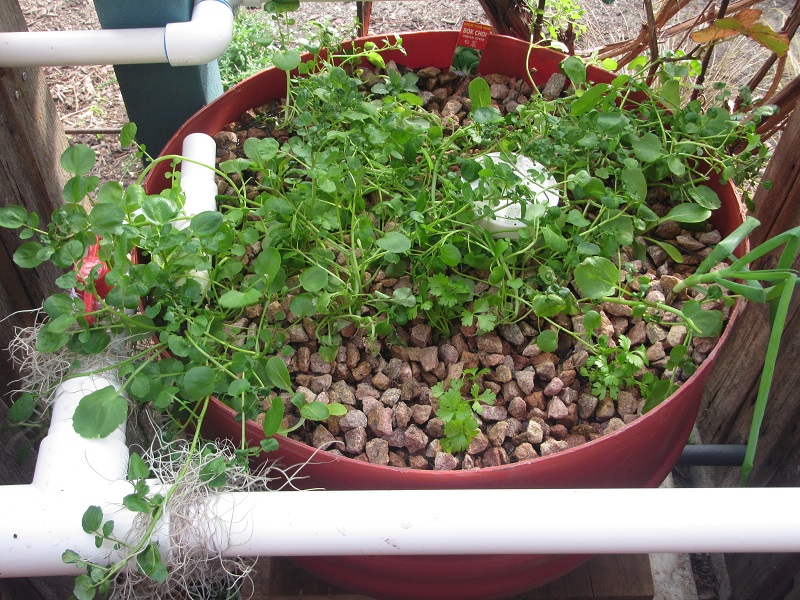 May 10 - bok choy and celery seedlings squeezed in with watercress in CF barrel GB.jpg