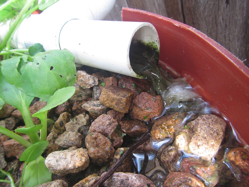 May 10 - biofilm and solids in CF barrel GB.jpg