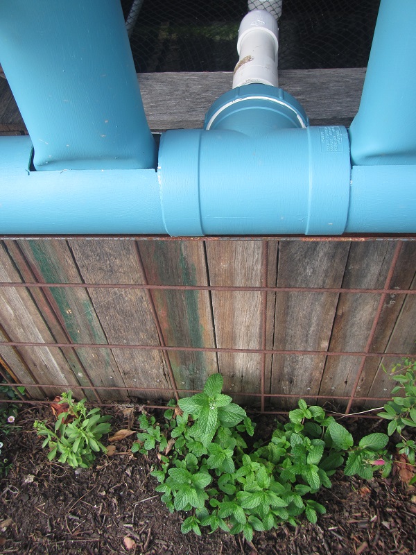 May 10 - mint and stevia.jpg