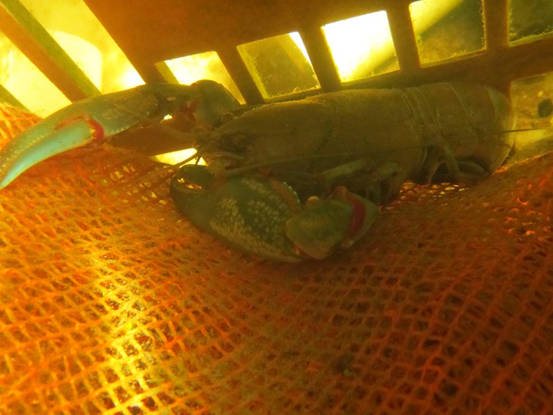 May 10 - Big Blue resting in the milk crate in ST.jpg