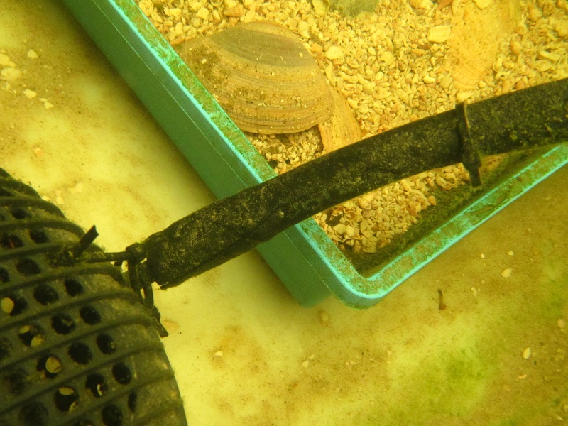 May 10 - close up of yabby protection on pump cord.jpg