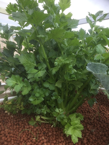 IMG_2223 resized.jpg