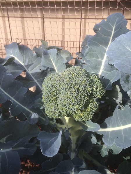 IMG_2217 resized.jpg