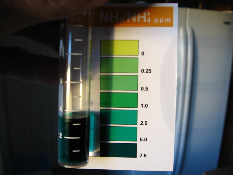 ammonia.jpg