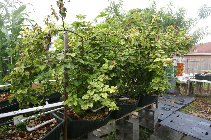 Blackberries 3yrs.JPG