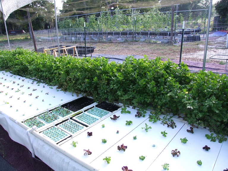Lettuce seedlings and celery rafts22.jpg