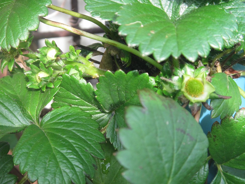 19 May 2015 - first strawberries forming.jpg