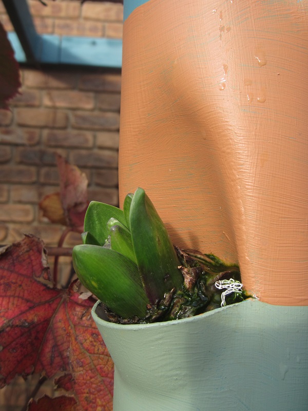 19 May 2015 - hyacinths in towers.jpg