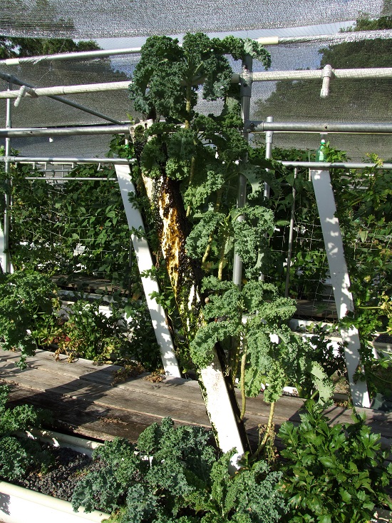 kale tower.jpg