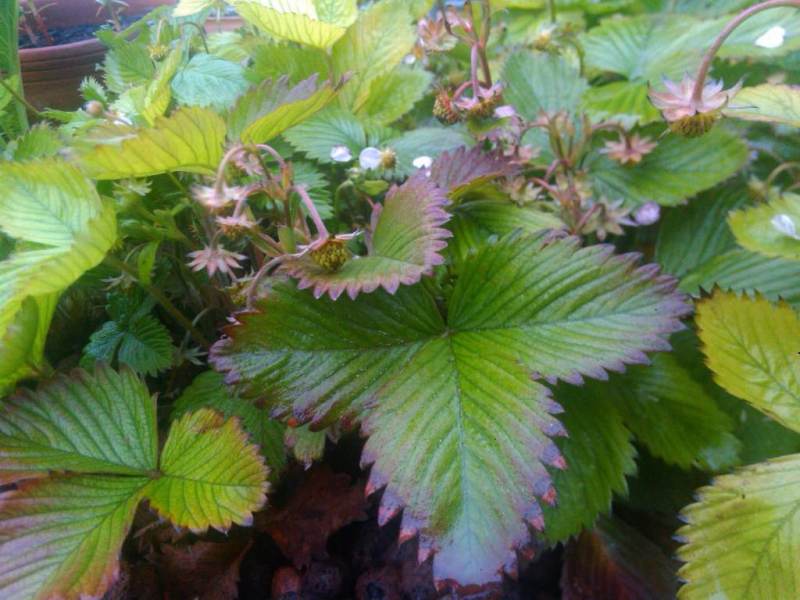 IMG_20150525_200103 (1).jpg