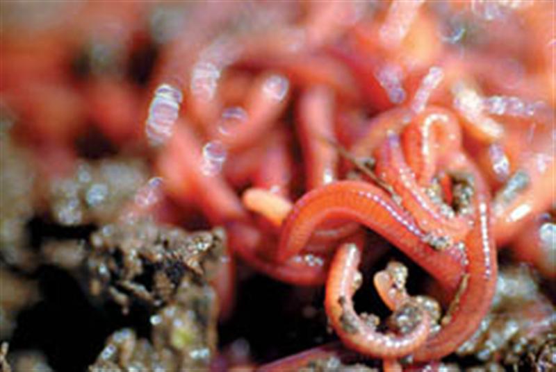 redworms (Medium).jpg