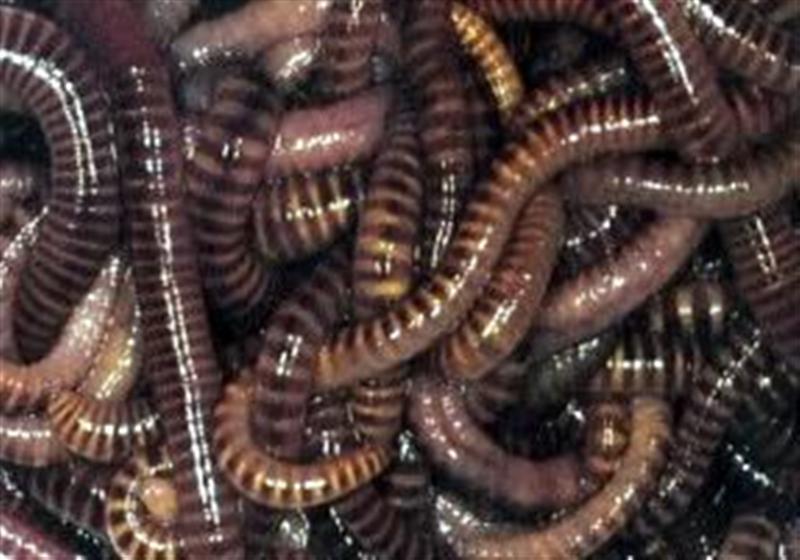 tigerworms (Medium).jpg